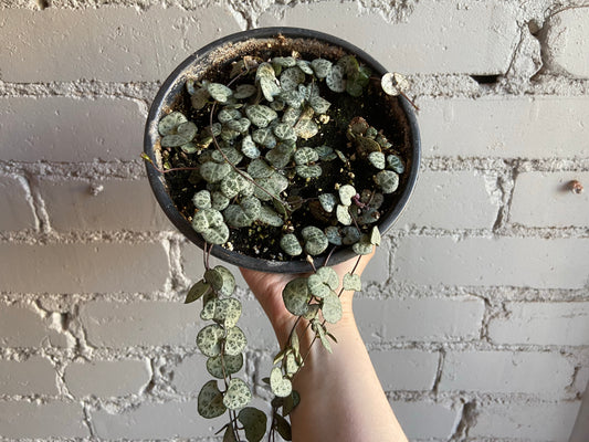 String of Hearts 6"