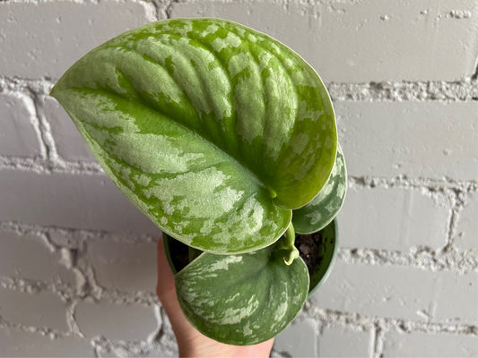 Scindapsus 'Silver Satin' 3.5”