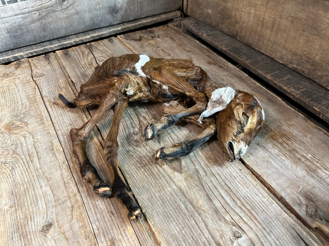 Mummified Fetal Goat