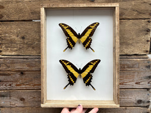 Framed King Swallowtails