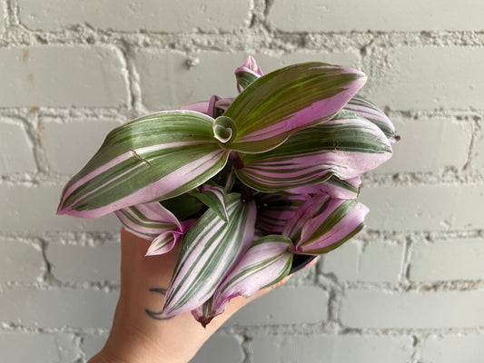 Tradescantia Nanouk 3.5”