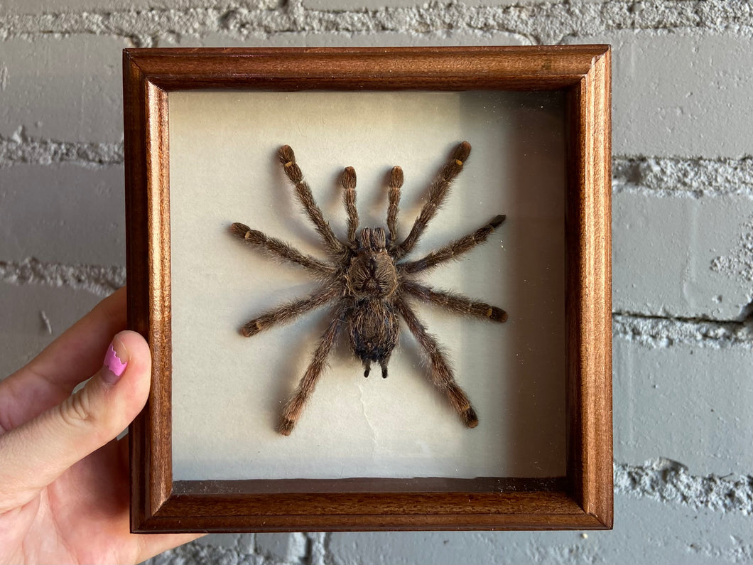 Framed Tarantula