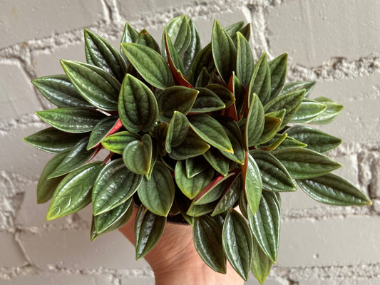 Peperomia 'Rosso' 3.5"