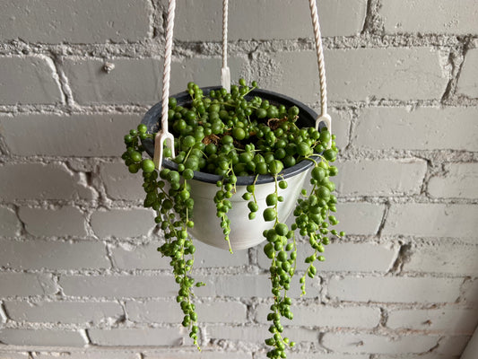 String of Pearls 6” Hanging Basket