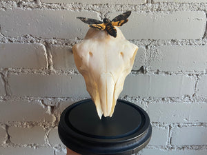 Bell Jar Display - Sheep Skull