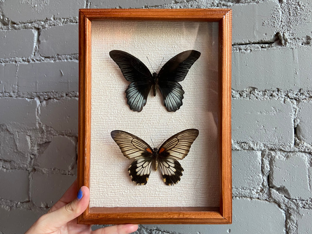 Framed Great Mormon Butterflies