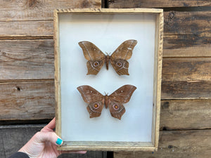 Framed African Silk Moths