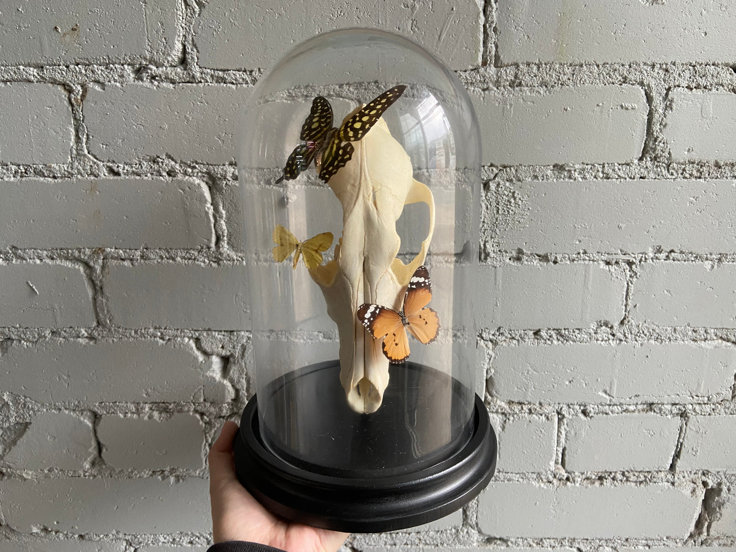 Bell Jar Display - Coyote Skull