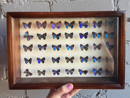 Framed Butterflies