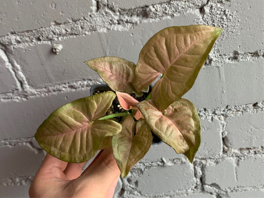 Syngonium ‘Neon’ 2.5”