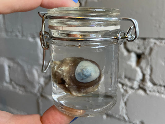Eyeball Wet Specimen