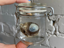 Eyeball Wet Specimen