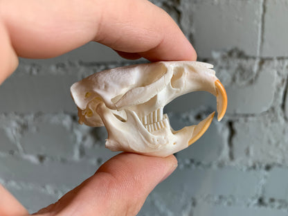 Muskrat Skull