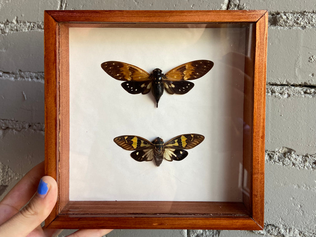 Framed Cicadas