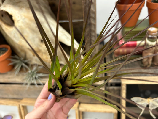 Tillandsia melanocrater