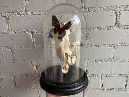 Bell Jar Display - Coyote Skull