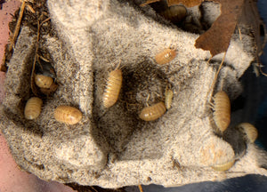 Armadillidium vulgare 'Albino'