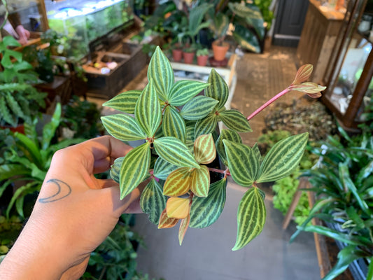 Peperomia 'Stepladder' 3"