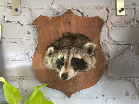 Raccoon Head Mount
