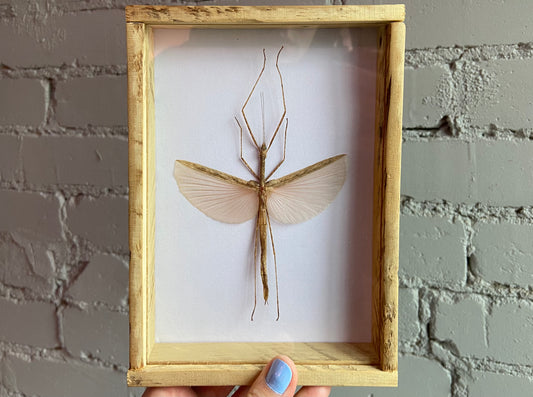 Framed Stick Insect