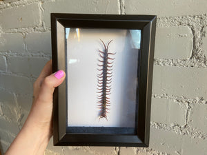 Framed Centipede