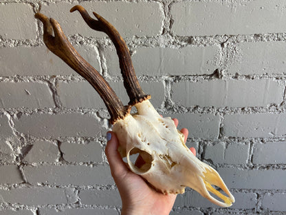 Roe Deer Skull