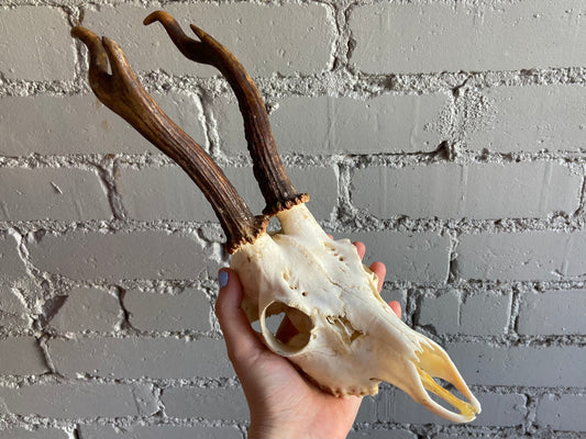 Roe Deer Skull