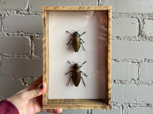Framed Metallic Beetles