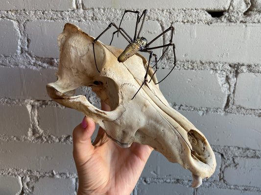 Wolf Skull & Orb Weaver