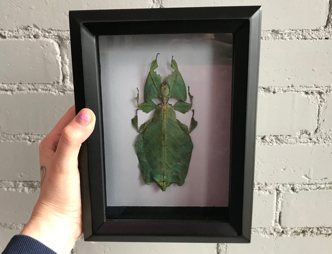 Framed Giant Malaysian Leaf Bug