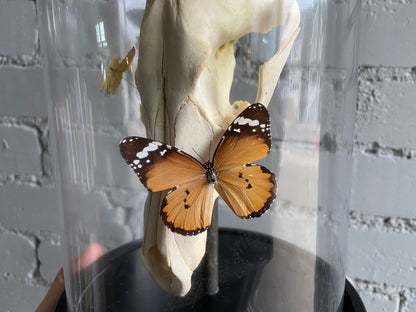 Bell Jar Display - Coyote Skull