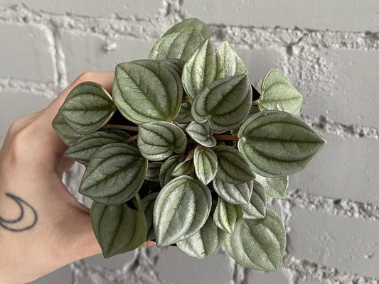 Peperomia 'Napoli Nights' 3.5"