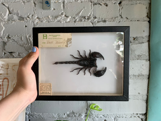 Mounted Scorpion