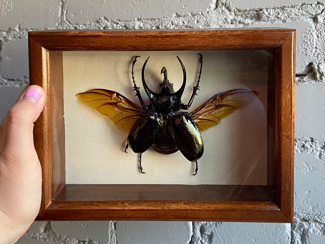 Framed Atlas Beetle