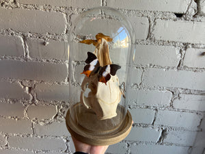 Butterfly Bell Jar - Pig Skull