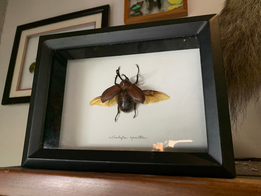 Mounted Peruvian Rhinoceros Beetle