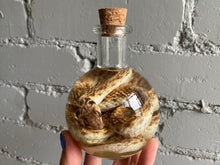 Egyptian False Cobra Wet Specimen