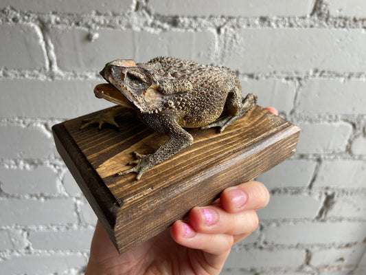 Mummified Toad