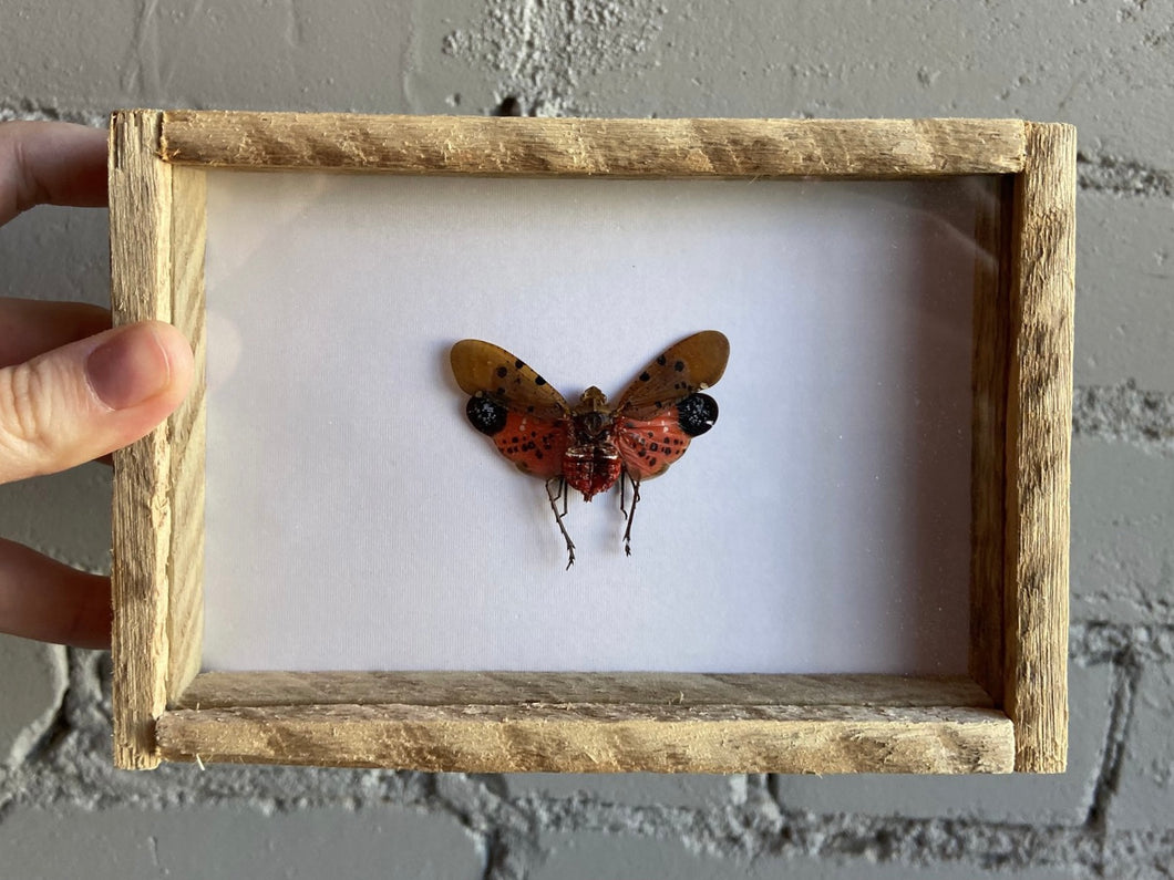 Framed Lanternfly