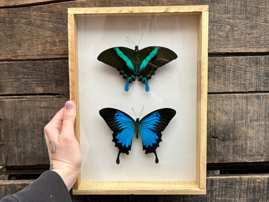 Framed Swallowtails