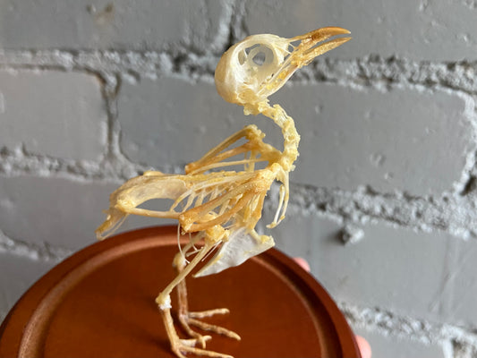 Japanese Quail Skeleton