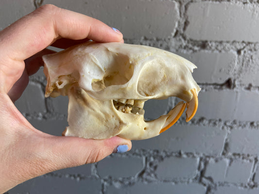 Malayan Porcupine Skull