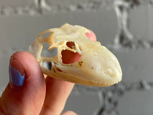 Gecko Skull