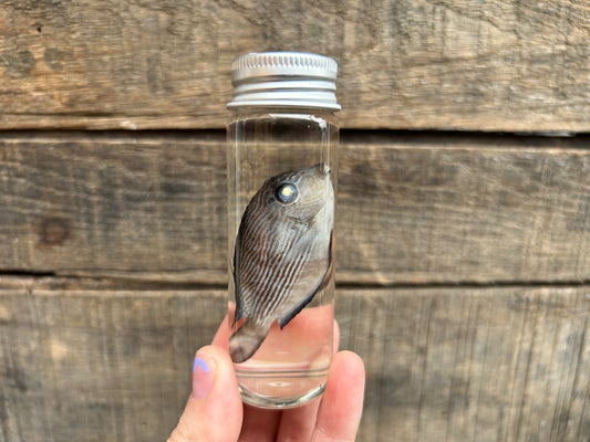 Fish Wet Specimen