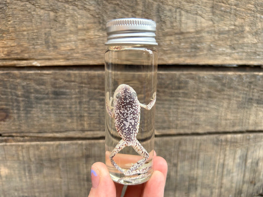 Frog Wet Specimen