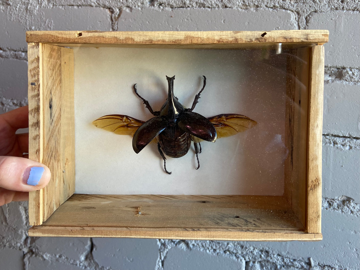 Framed Rhinoceros Beetle