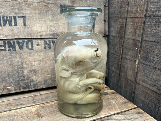 Fetal Piglet Wet Specimen