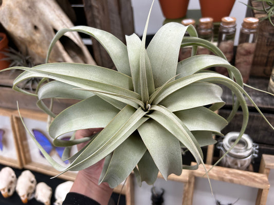 Tillandsia xerographica