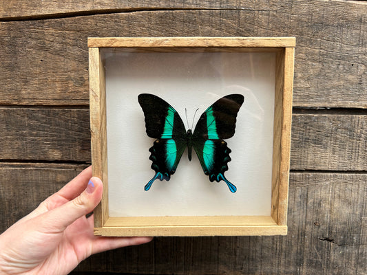 Framed Peacock Swallowtail