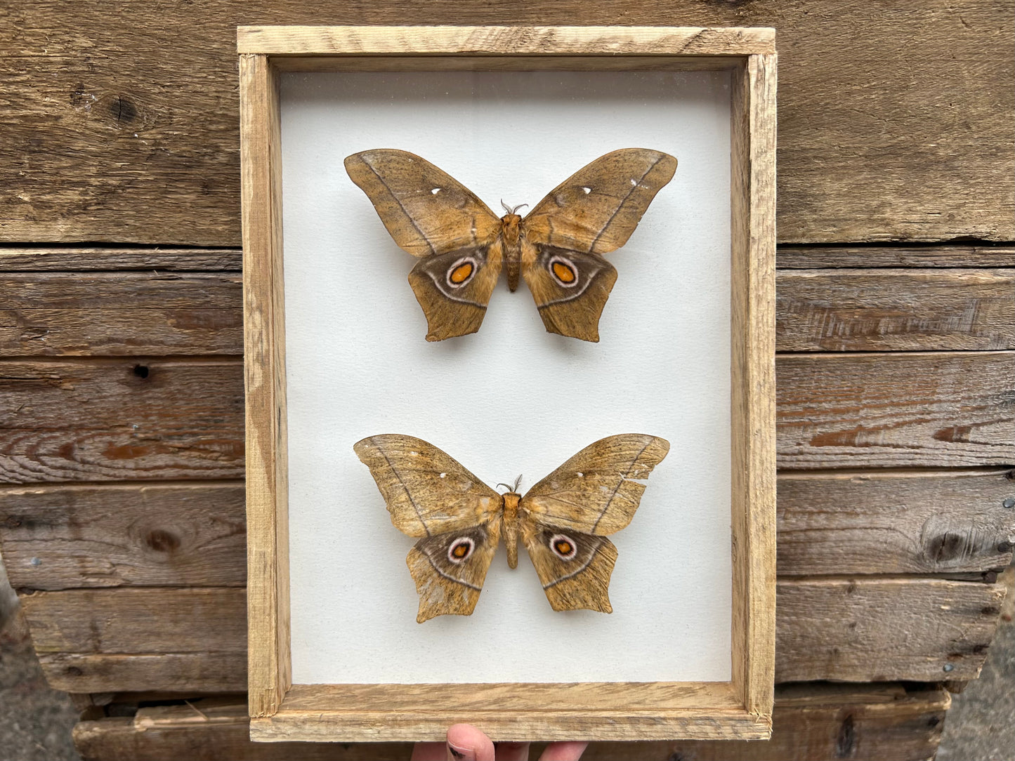 Framed African Silk Moths